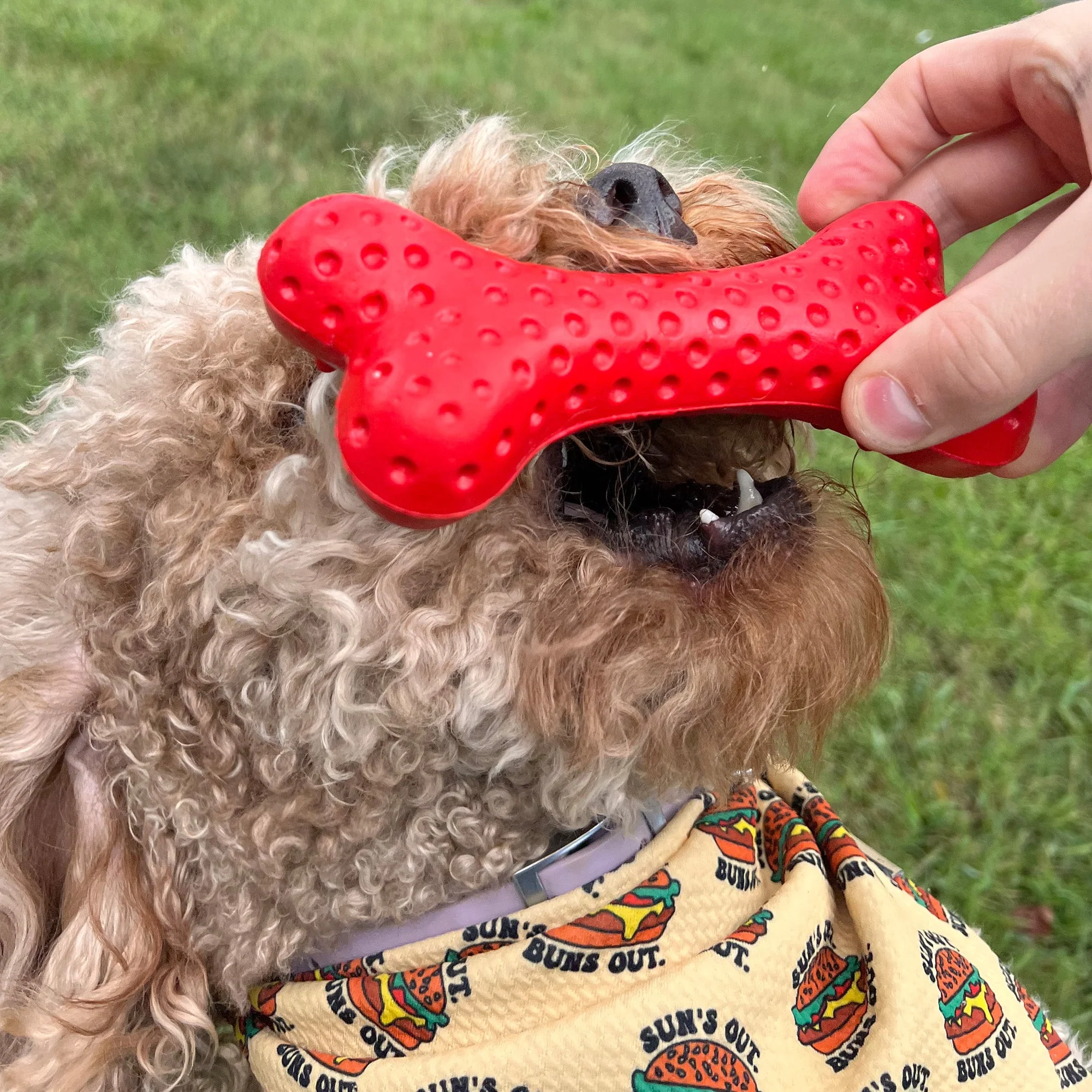 Arlo's Favorite Rubber Bone - Image 5