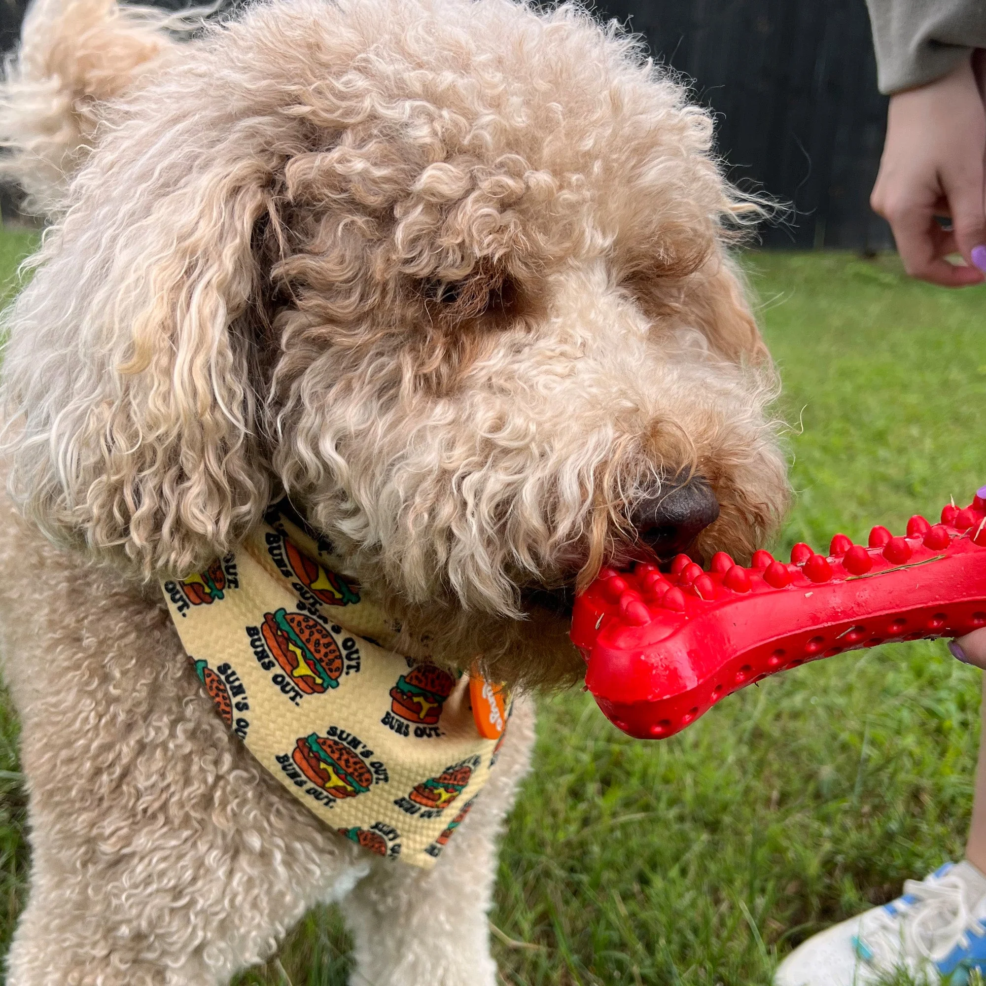 Arlo's Favorite Rubber Bone - Image 6