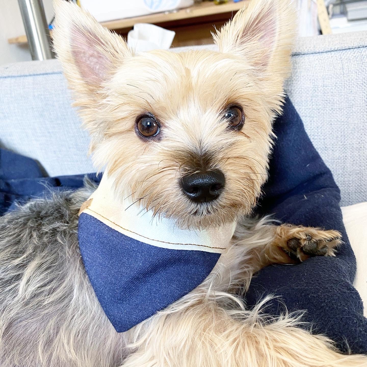 'Aspen' Reversible Pet Bandana - Image 4