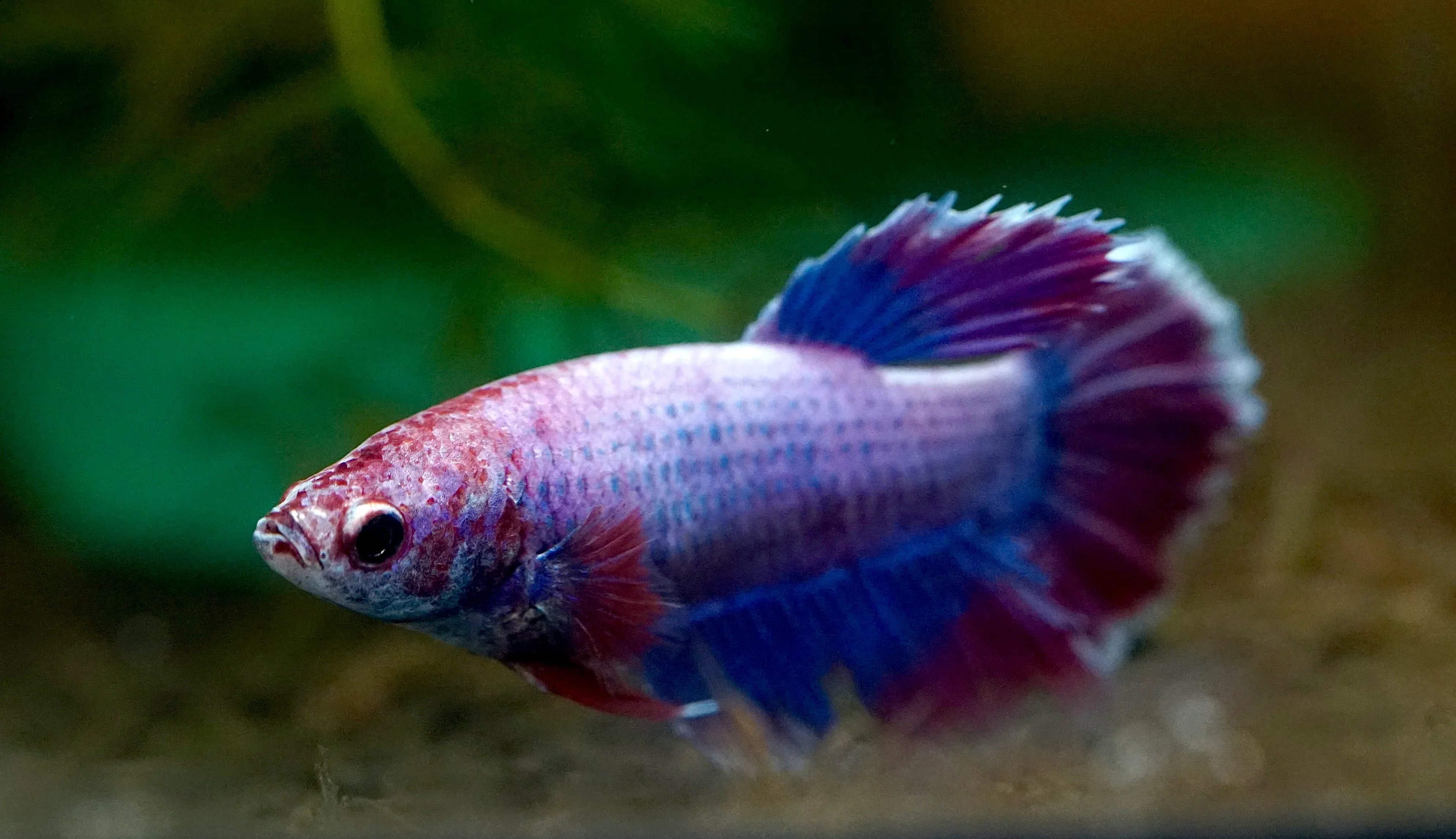 Assorted Betta Female - Image 2