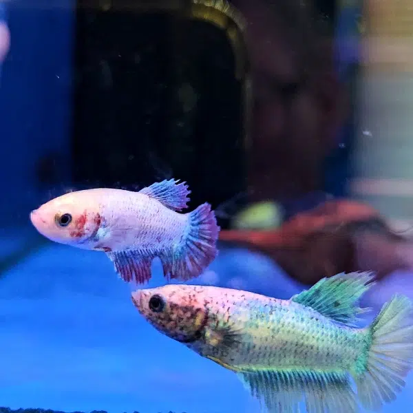 Assorted Betta Female - Image 3