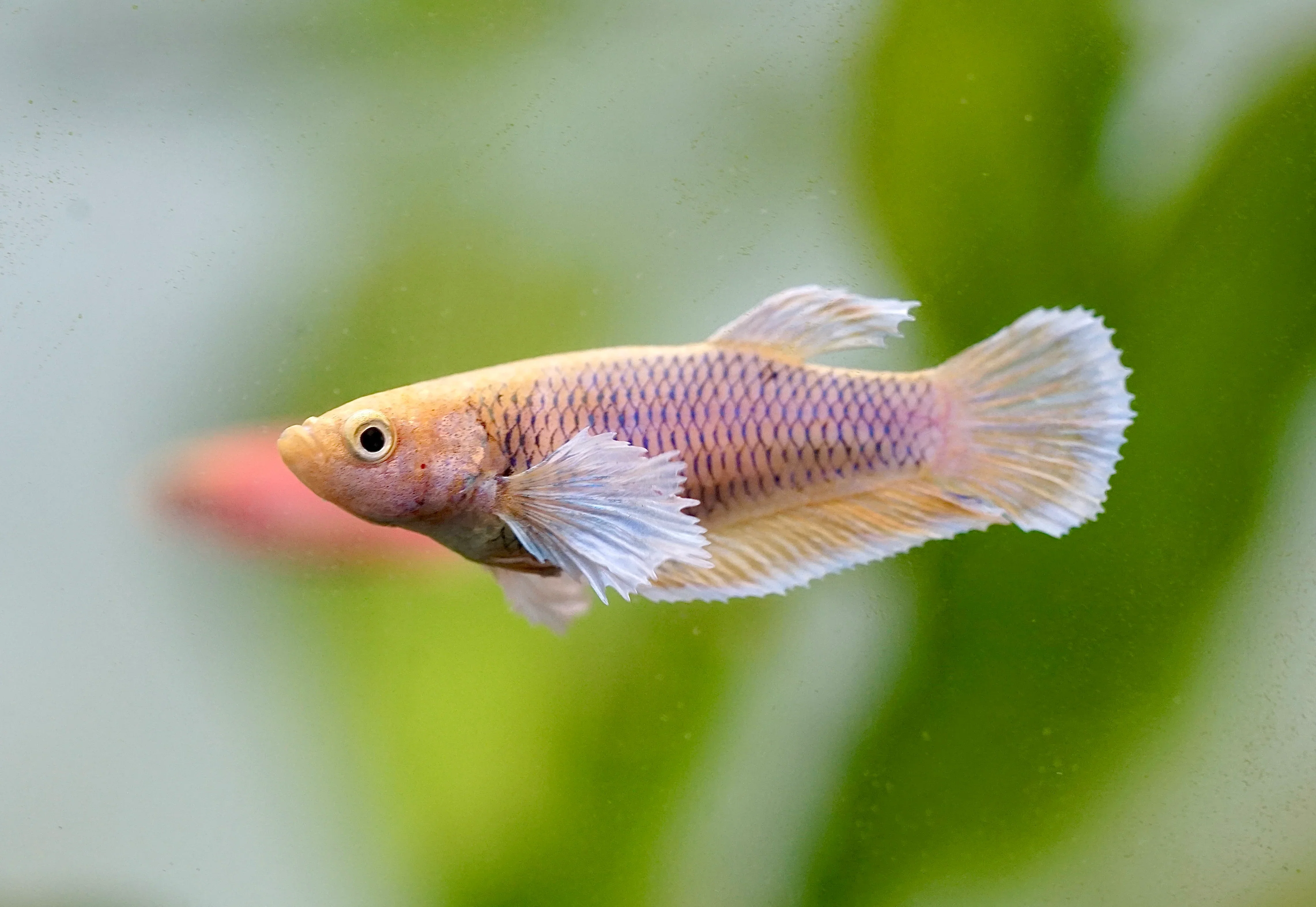 Assorted Betta Female - Image 4
