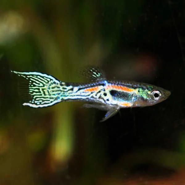 Assorted Endler's Livebearer - Image 2