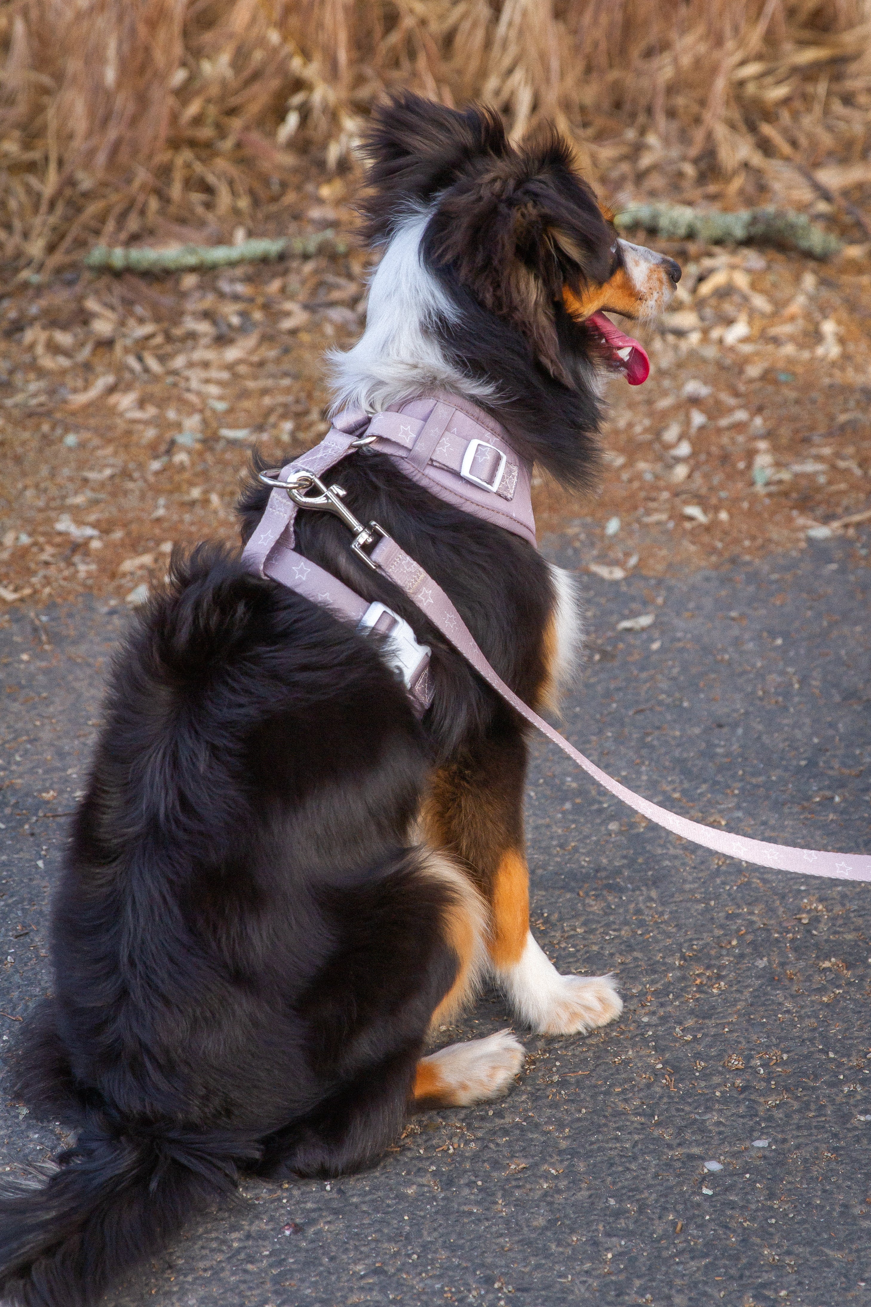Asteria Leash - Image 4