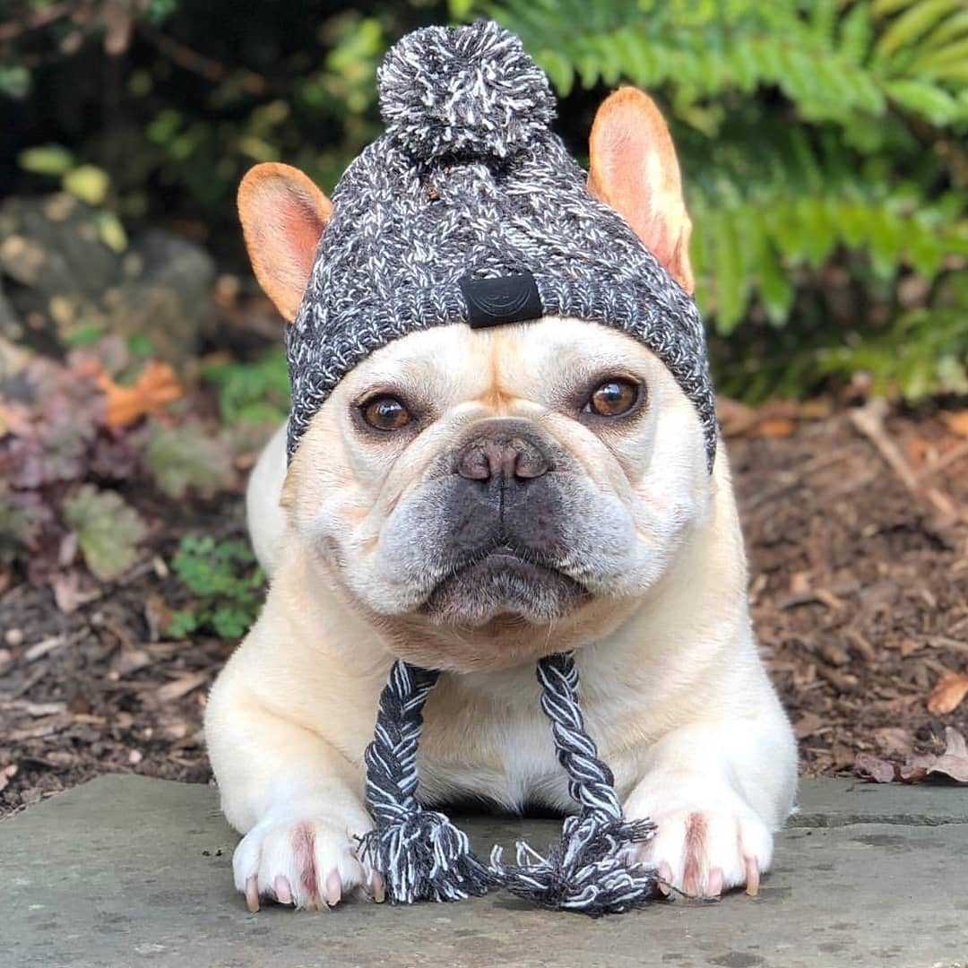 Autumn Winter Warm Knitted Pet Hats With Fluffy Ball - Image 10