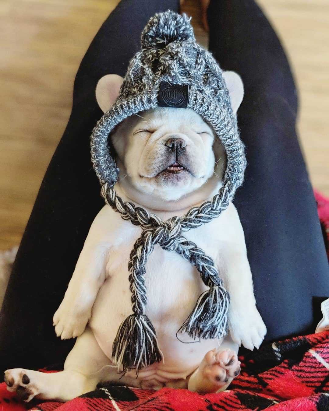 Autumn Winter Warm Knitted Pet Hats With Fluffy Ball - Image 12