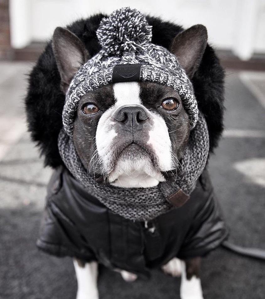 Autumn Winter Warm Knitted Pet Hats With Fluffy Ball - Image 14