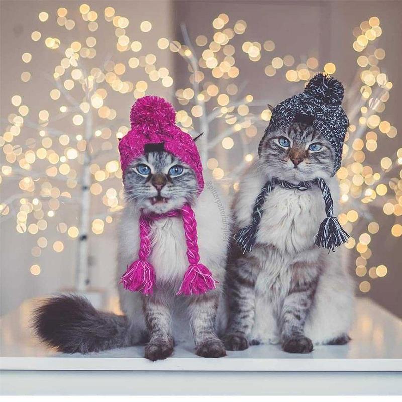 Autumn Winter Warm Knitted Pet Hats With Fluffy Ball - Image 22