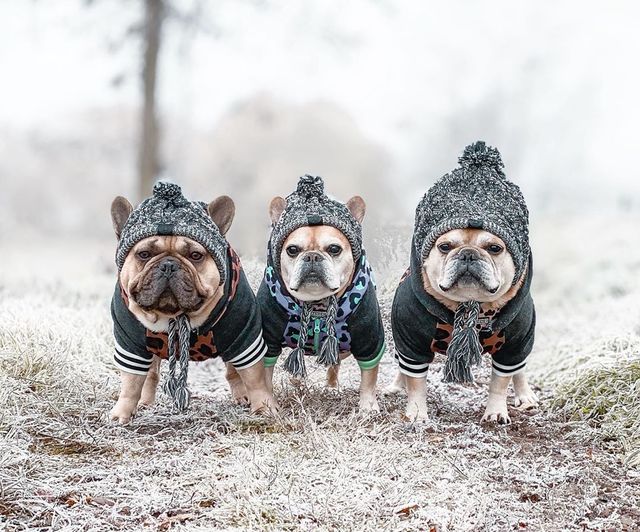 Autumn Winter Warm Knitted Pet Hats With Fluffy Ball - Image 5