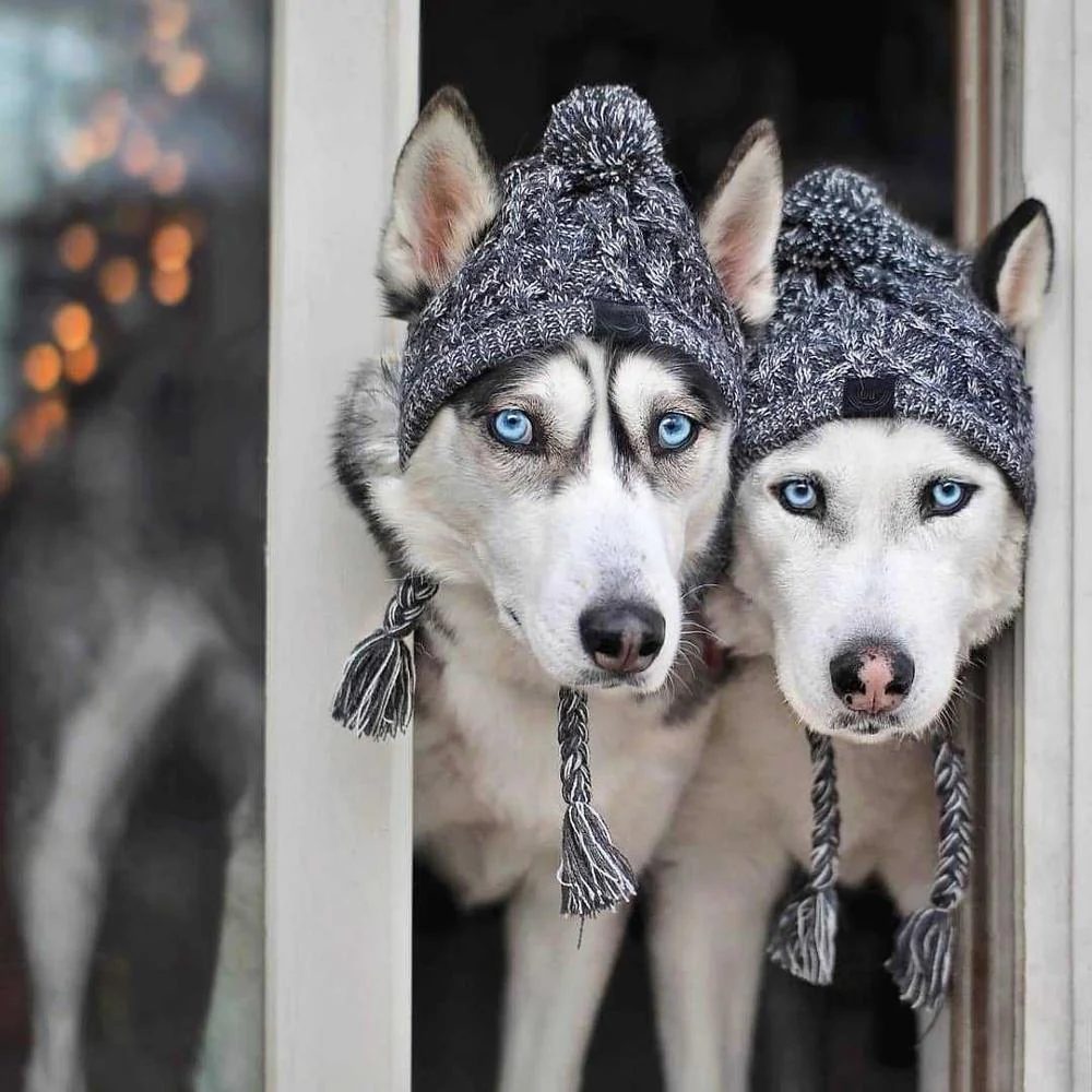 Autumn Winter Warm Knitted Pet Hats With Fluffy Ball - Image 6