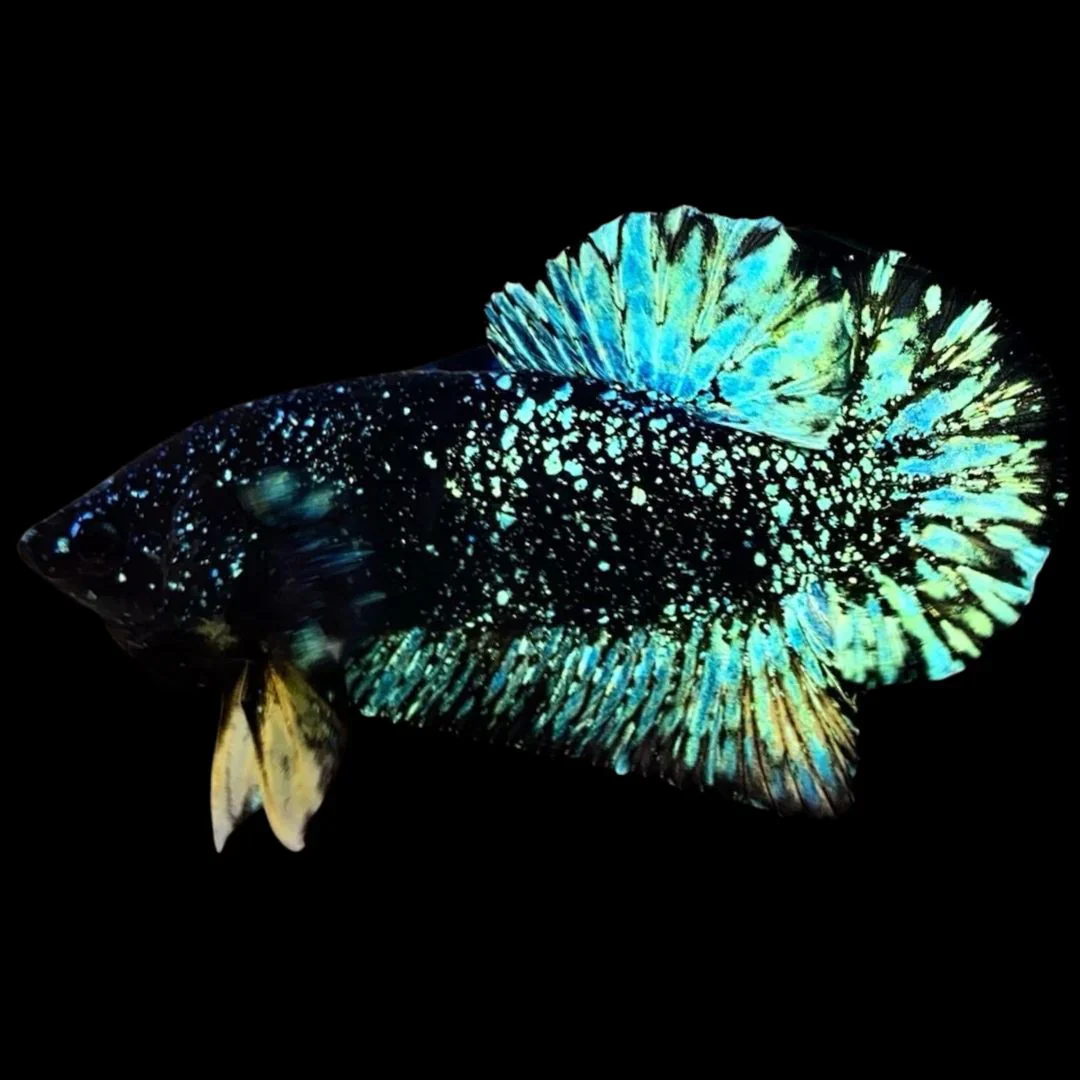 Avatar Betta Fish (Male) - Image 2