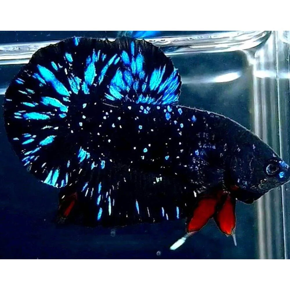 Avatar Betta Fish (Male) - Image 3