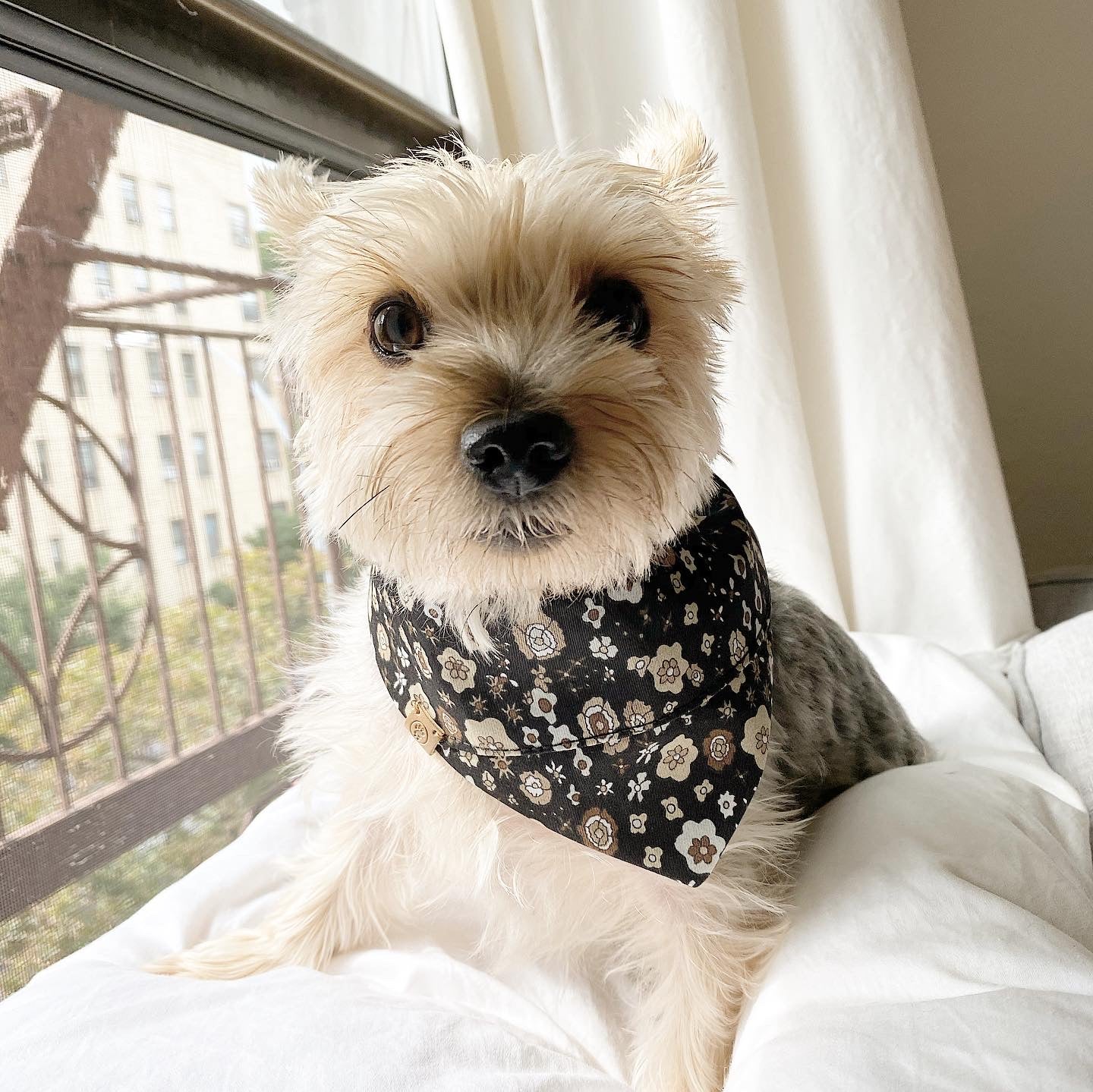 'Avery' Reversible Pet Bandana - Image 4