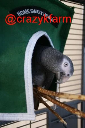 Avian Haven Hut for Pet Birds - Image 5