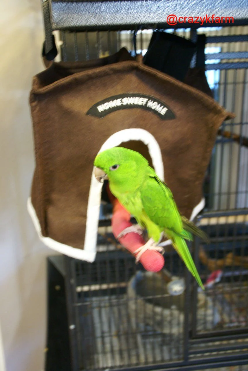 Avian Haven Hut for Pet Birds - Image 6
