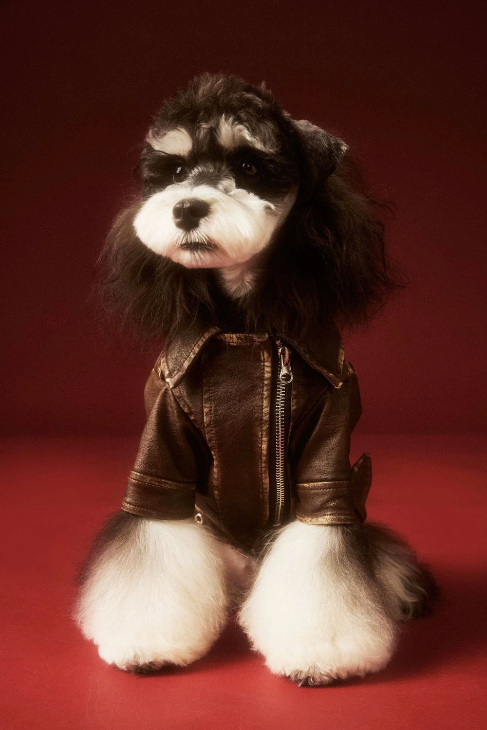 Aviator Pup Dog Leather Jacket - Image 3
