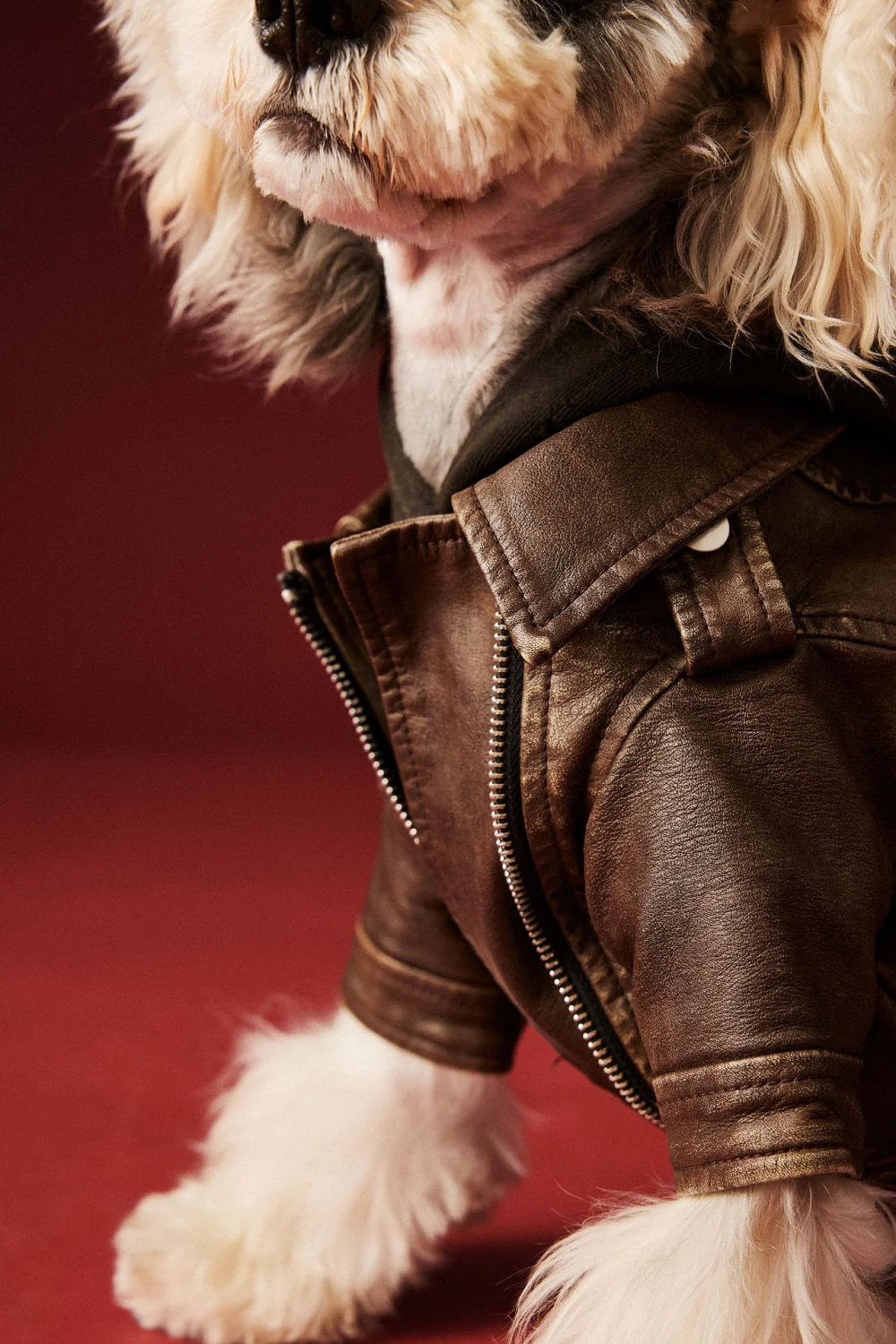 Aviator Pup Dog Leather Jacket - Image 5