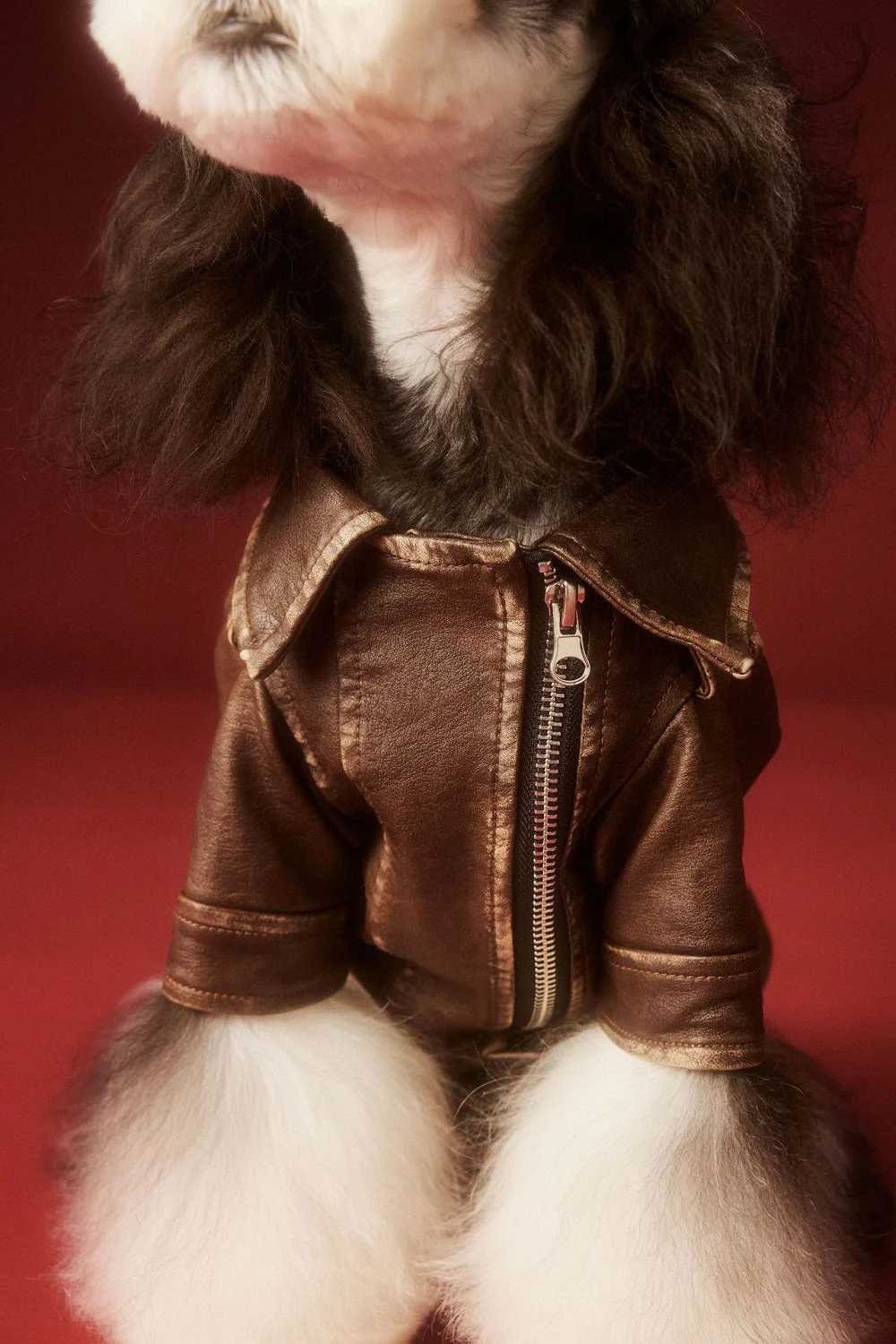 Aviator Pup Dog Leather Jacket - Image 7