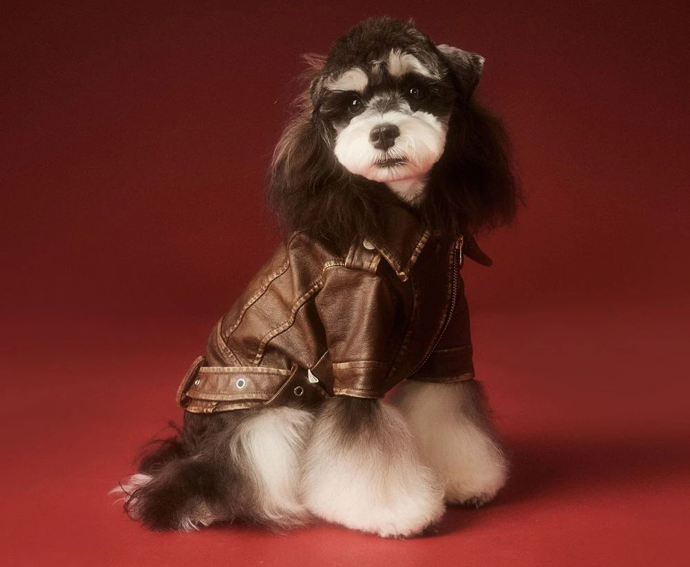 Aviator Pup Dog Leather Jacket - Image 8