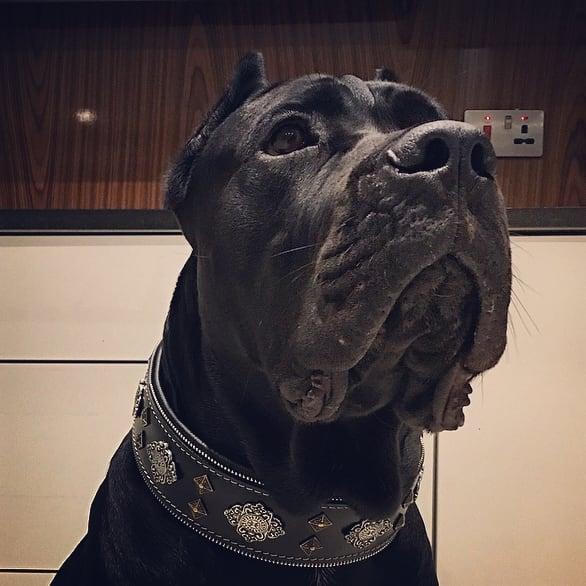 "Aztec" black dog collar - Image 3