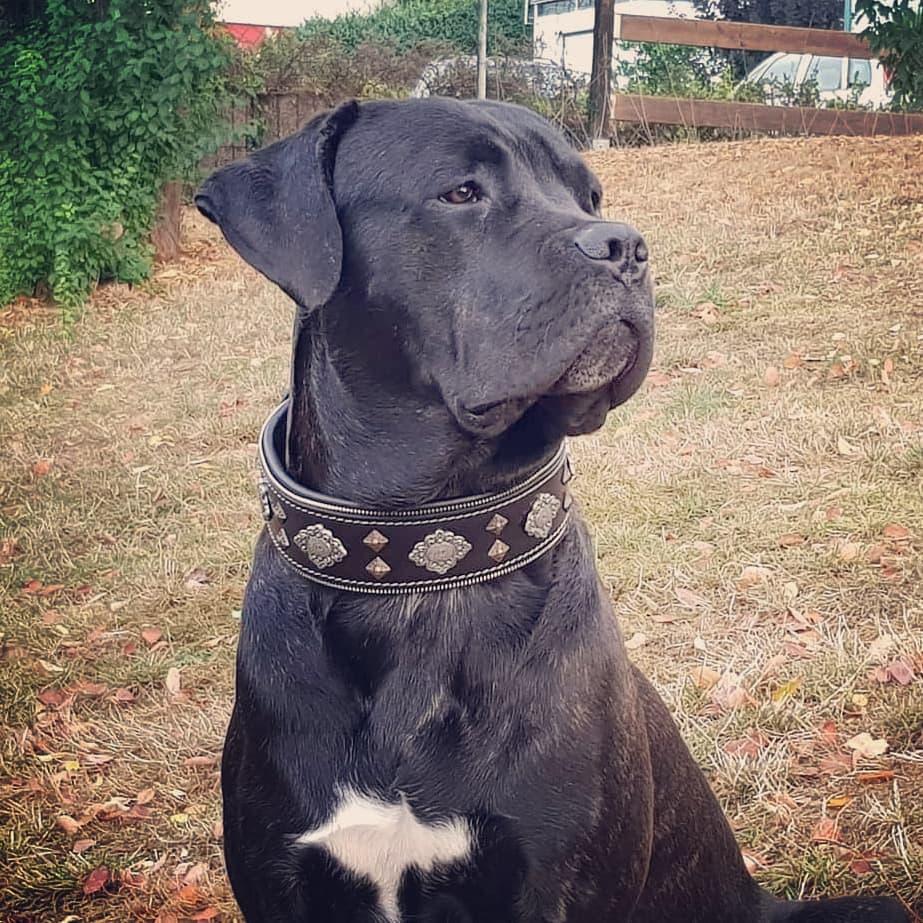 "Aztec" black dog collar - Image 4