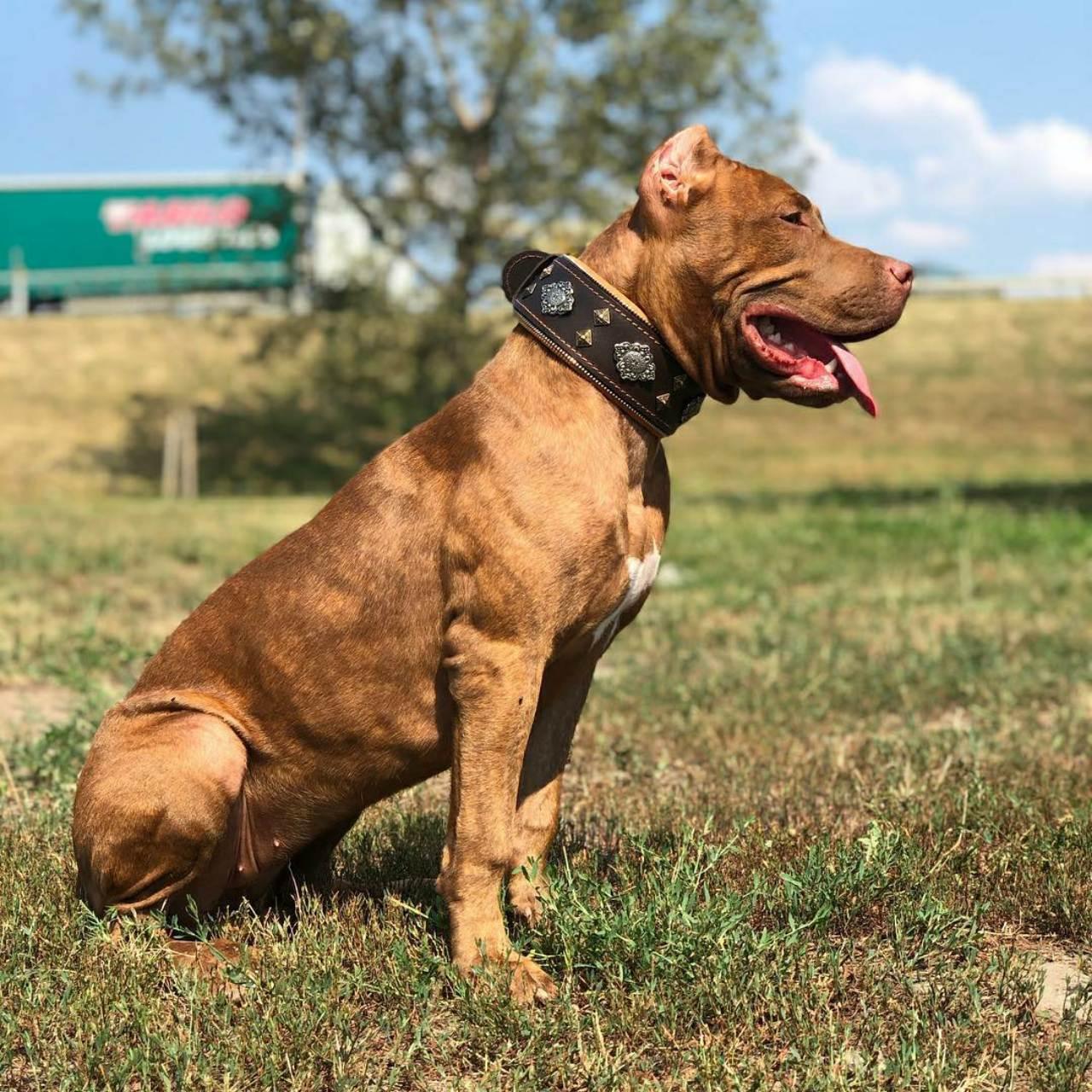 "Aztec" brown dog collar - Image 2