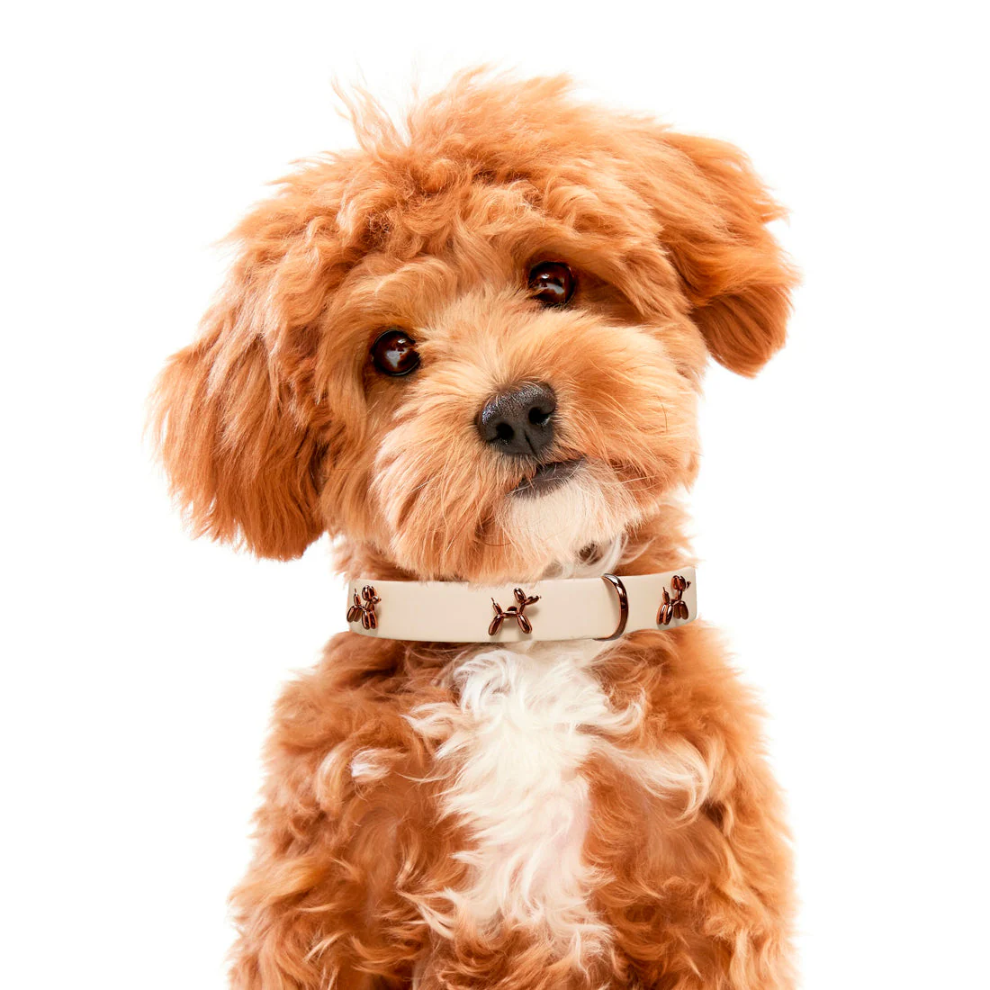 Ballon Beige Dog Collar | Premium Collar | SANDDOG - Image 2