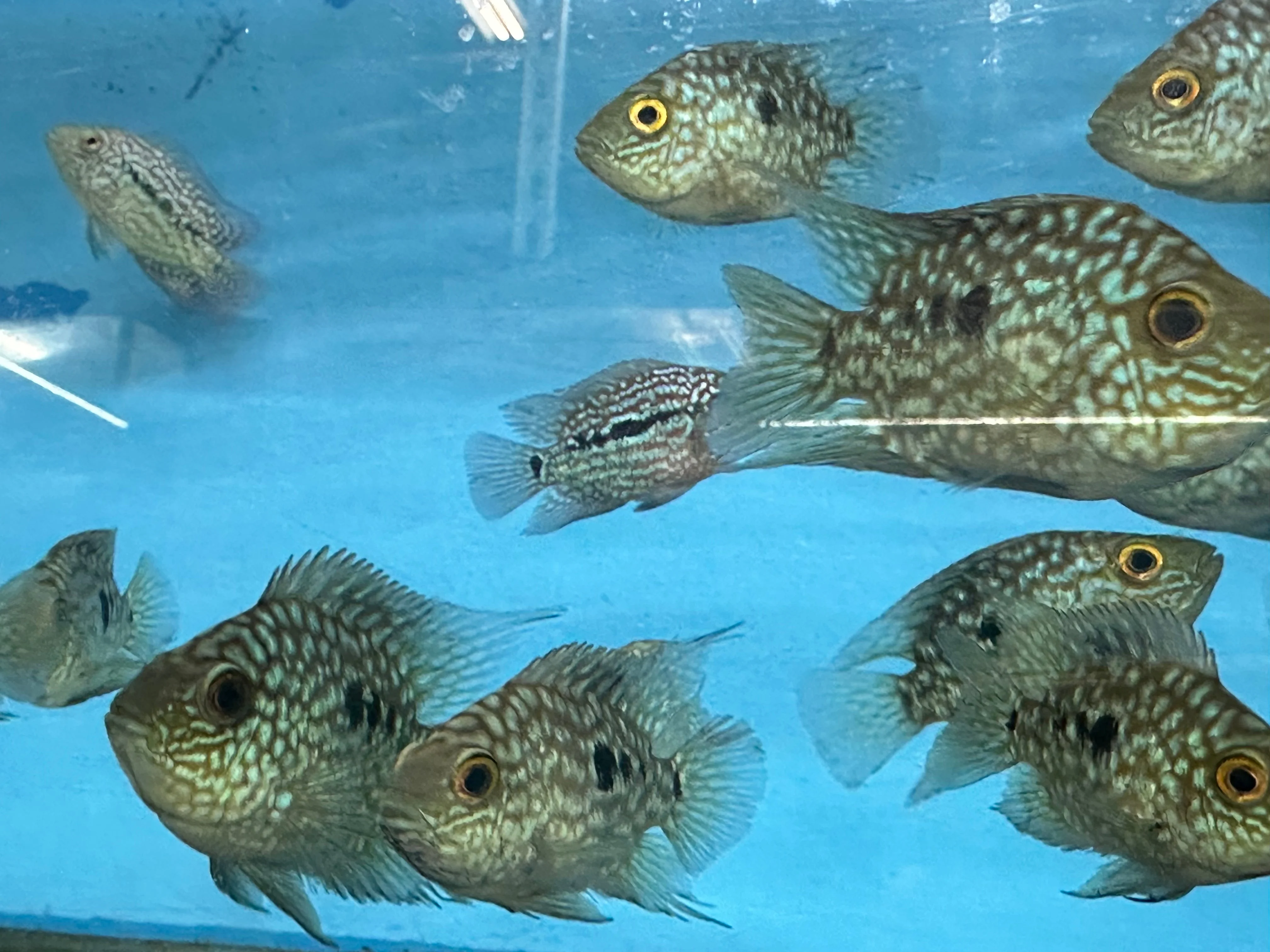Balloon body carpintis Texas cichlid 3” - Image 2