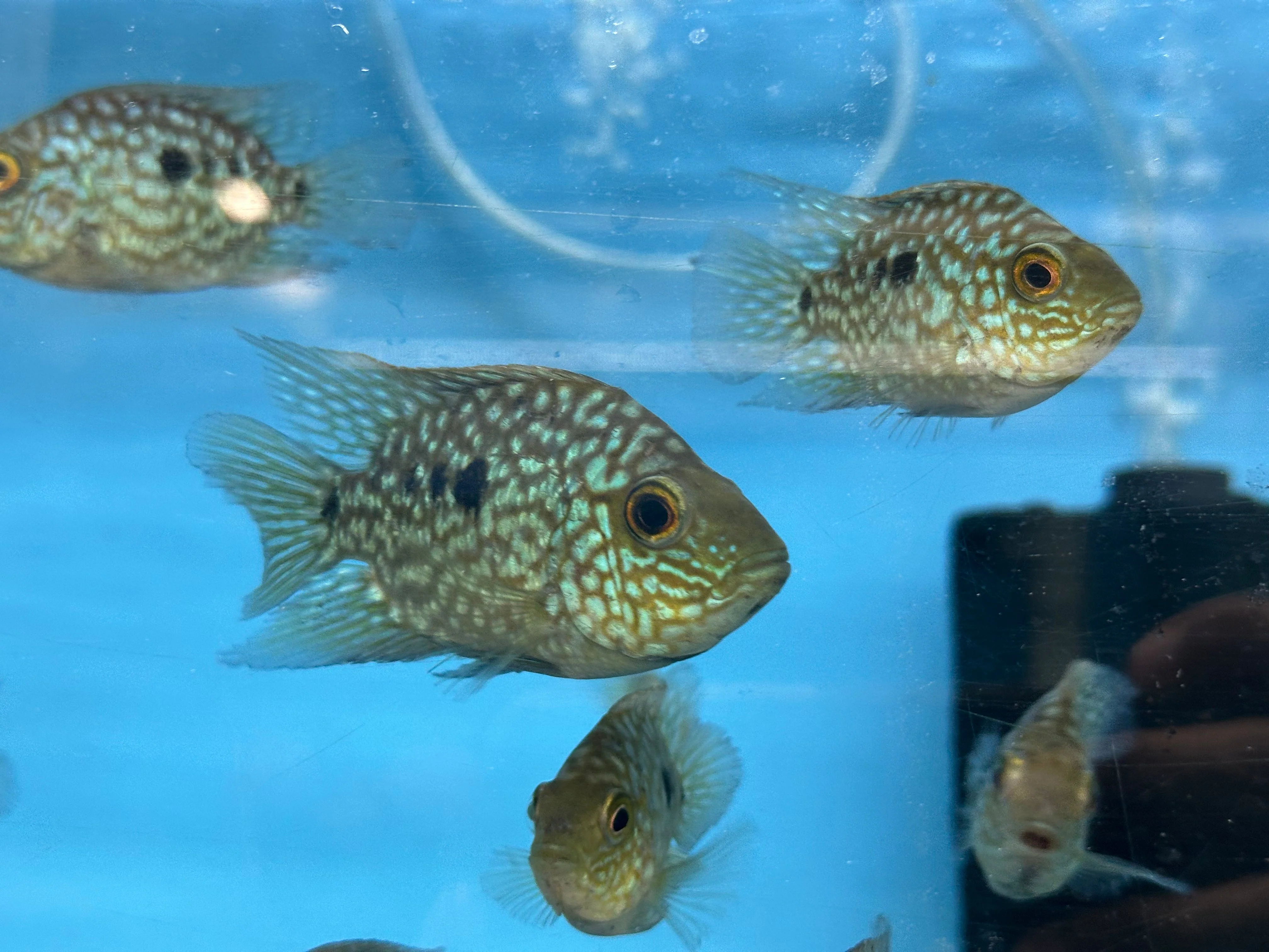 Balloon body carpintis Texas cichlid 3” - Image 3