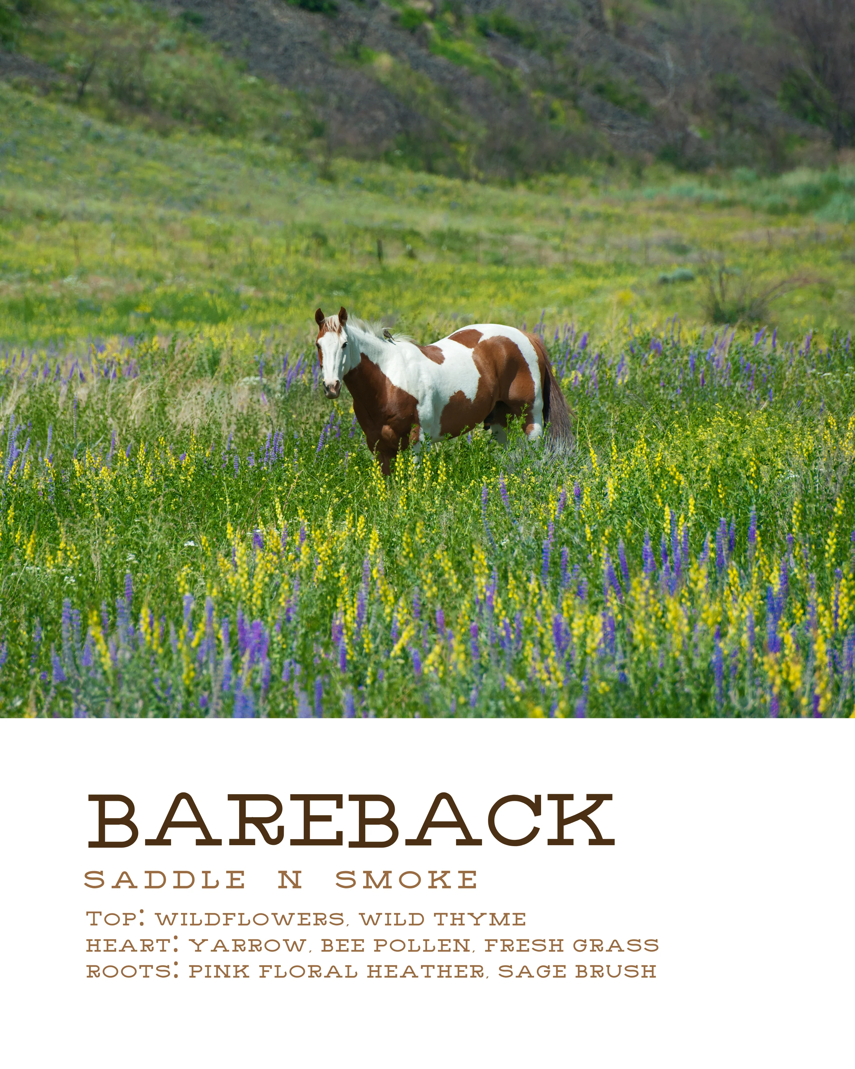 Bareback - Image 4