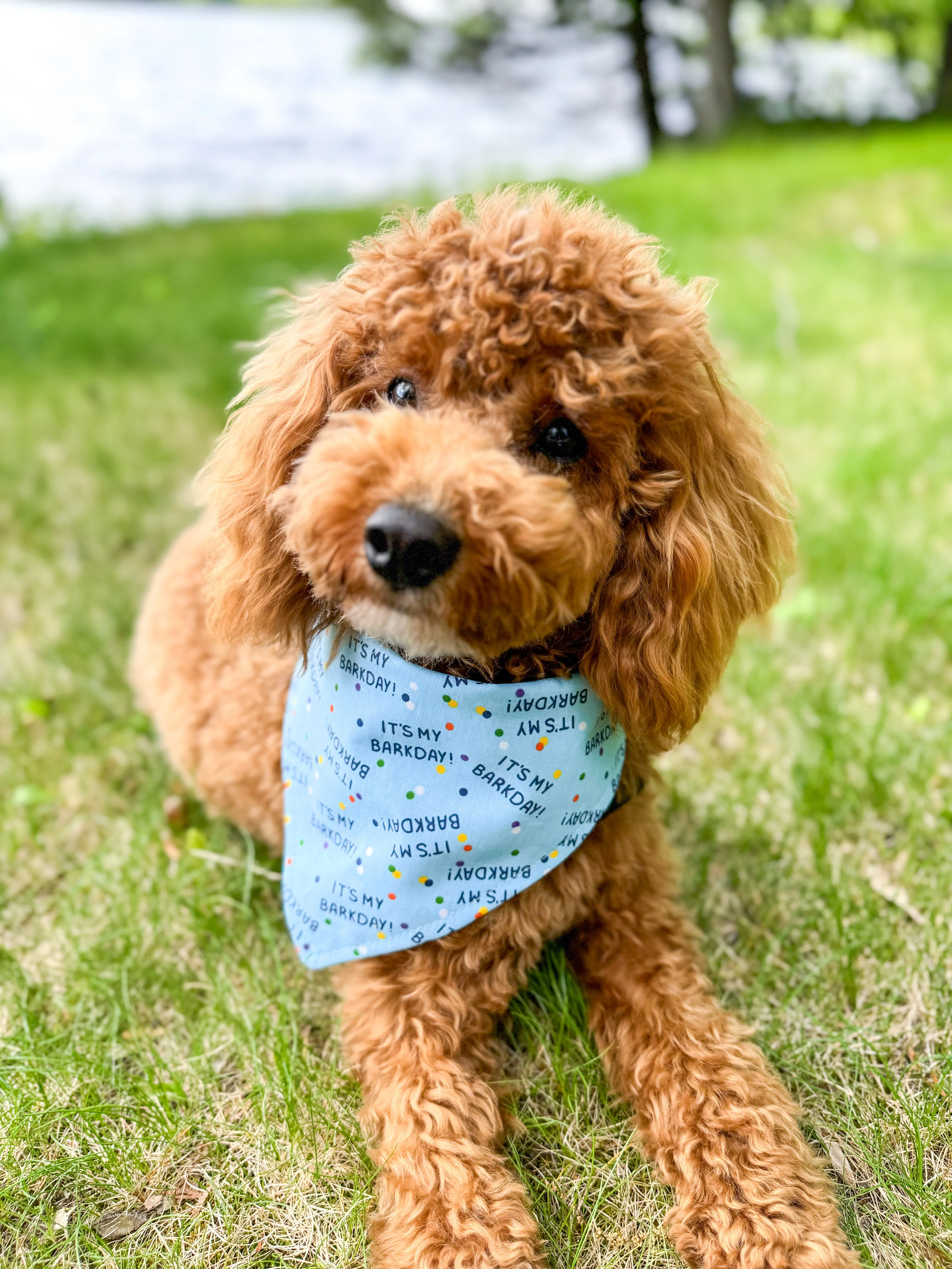 "Barkday on Blue" Dog Bandana - Image 2