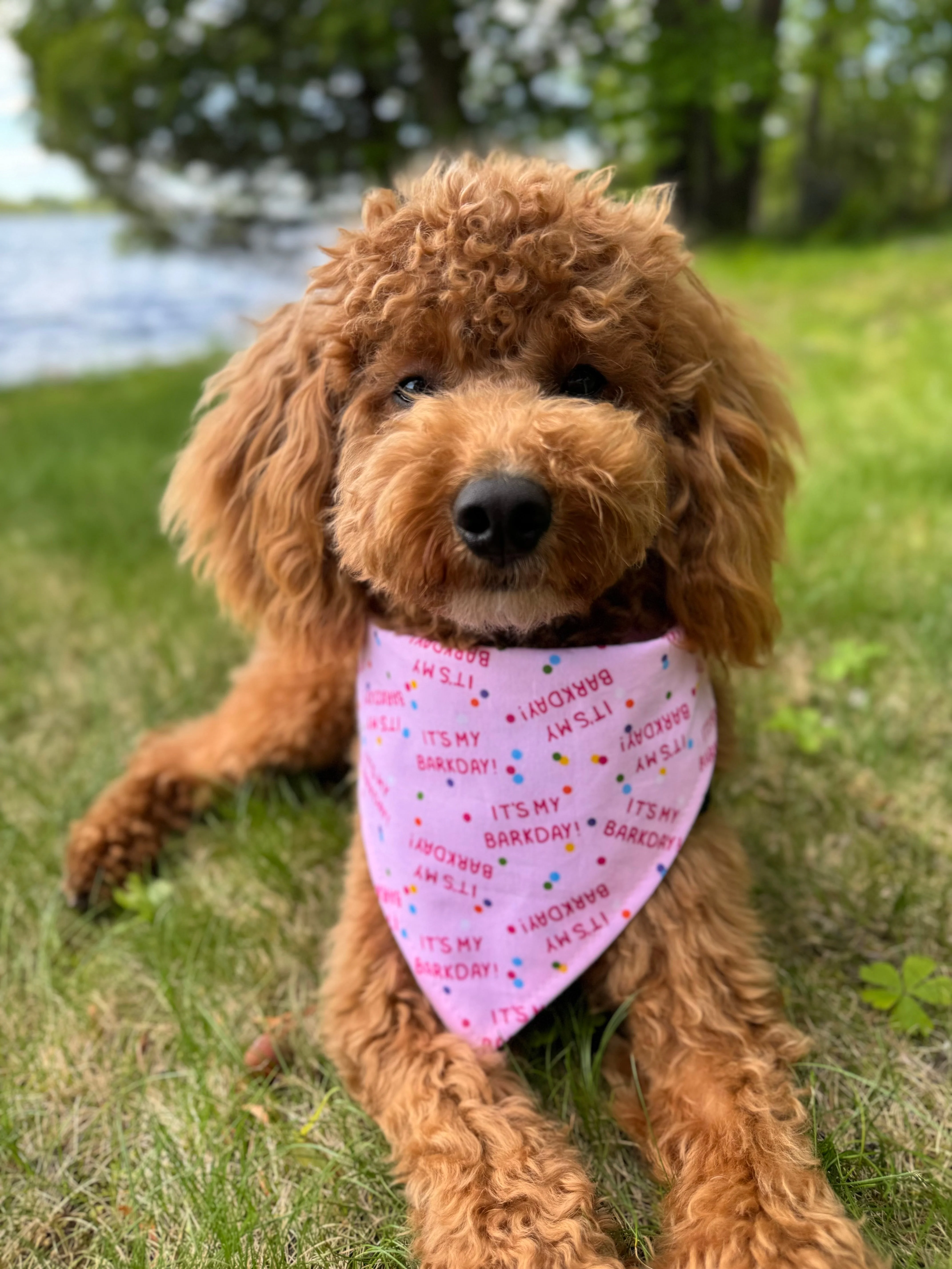 "Barkday on Pink" Dog Bandana - Image 2