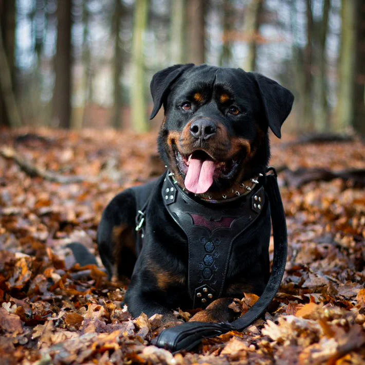 ''BATDOG'' HARNESS - Image 2