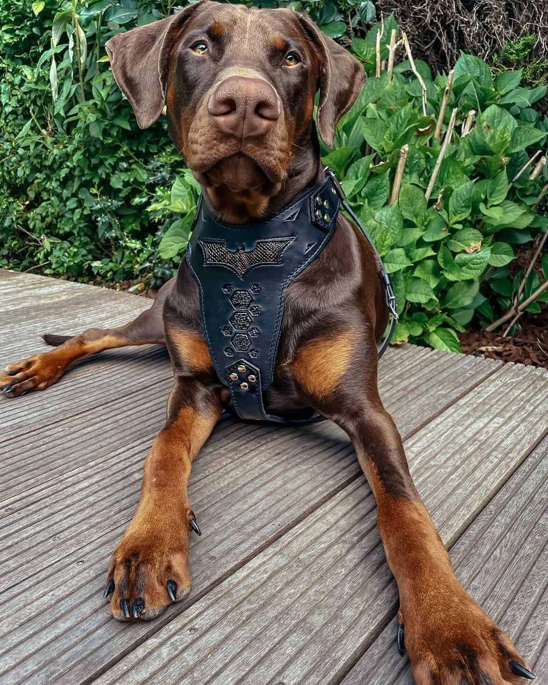 ''BATDOG'' HARNESS - Image 3