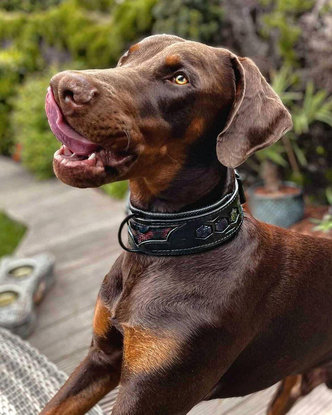 ''BATMAN'' collar - Image 3