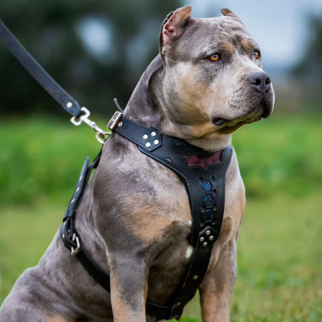 ''Batman'' harness Medium Size - Image 2