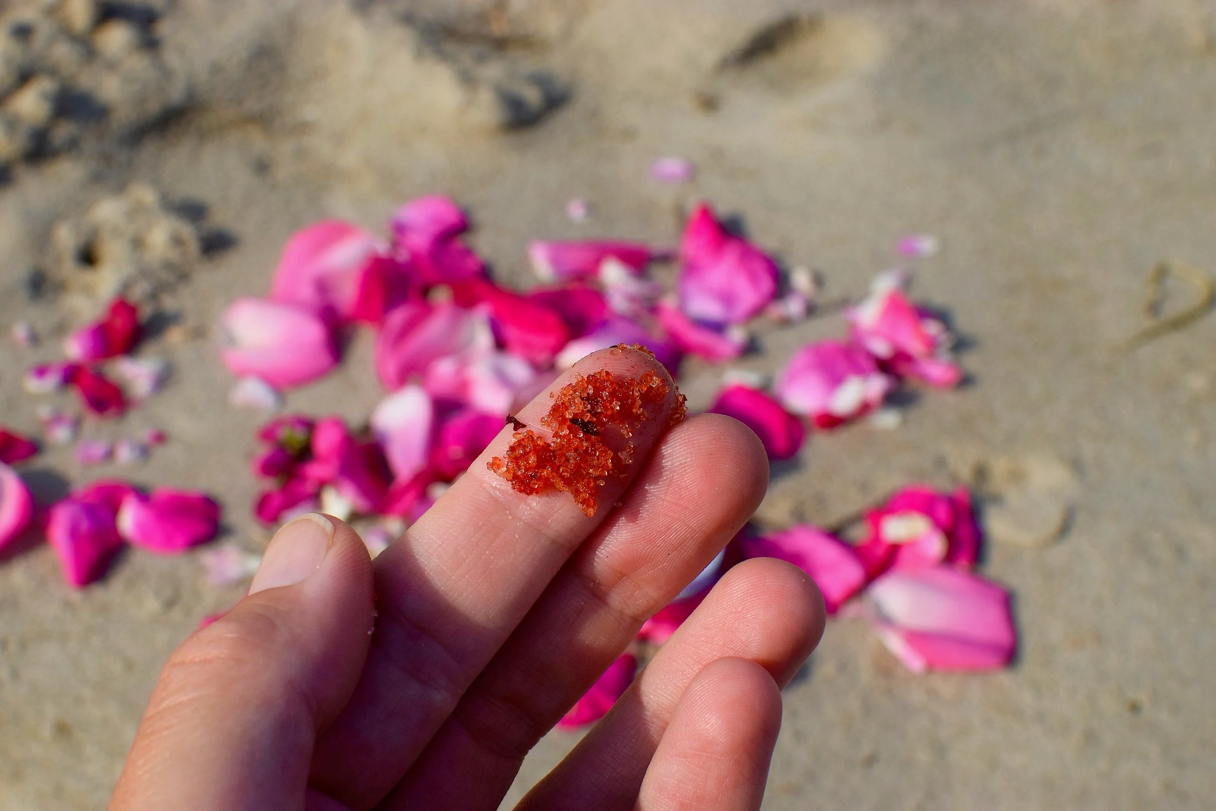 Beach Rose Scrub - Image 3
