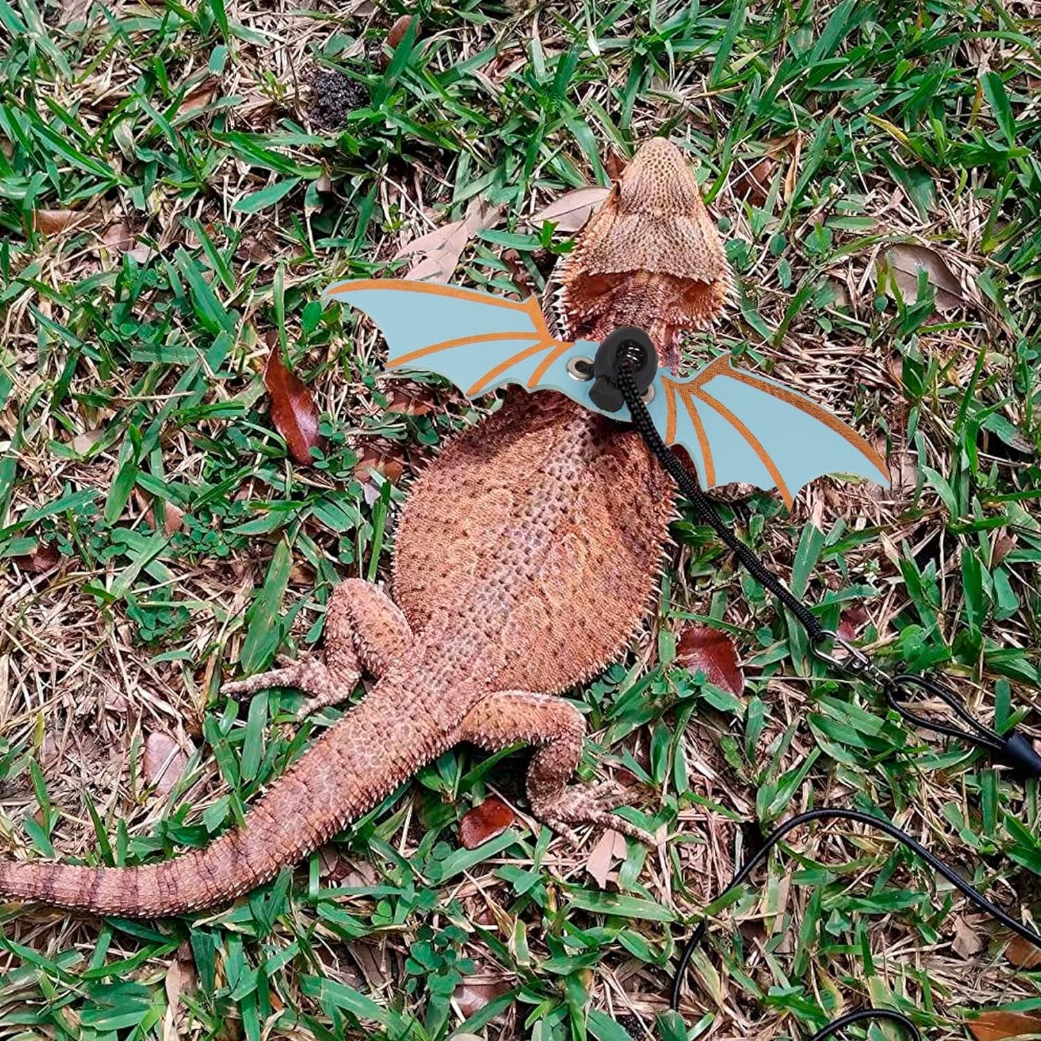 Bearded Dragon harness - Image 4
