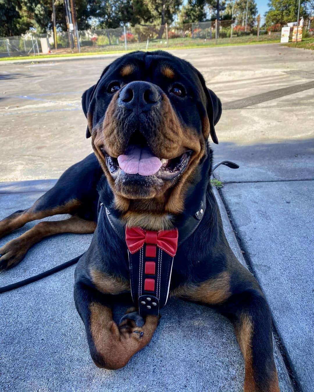Bestia ''Bowtie'' leather harness - Image 2