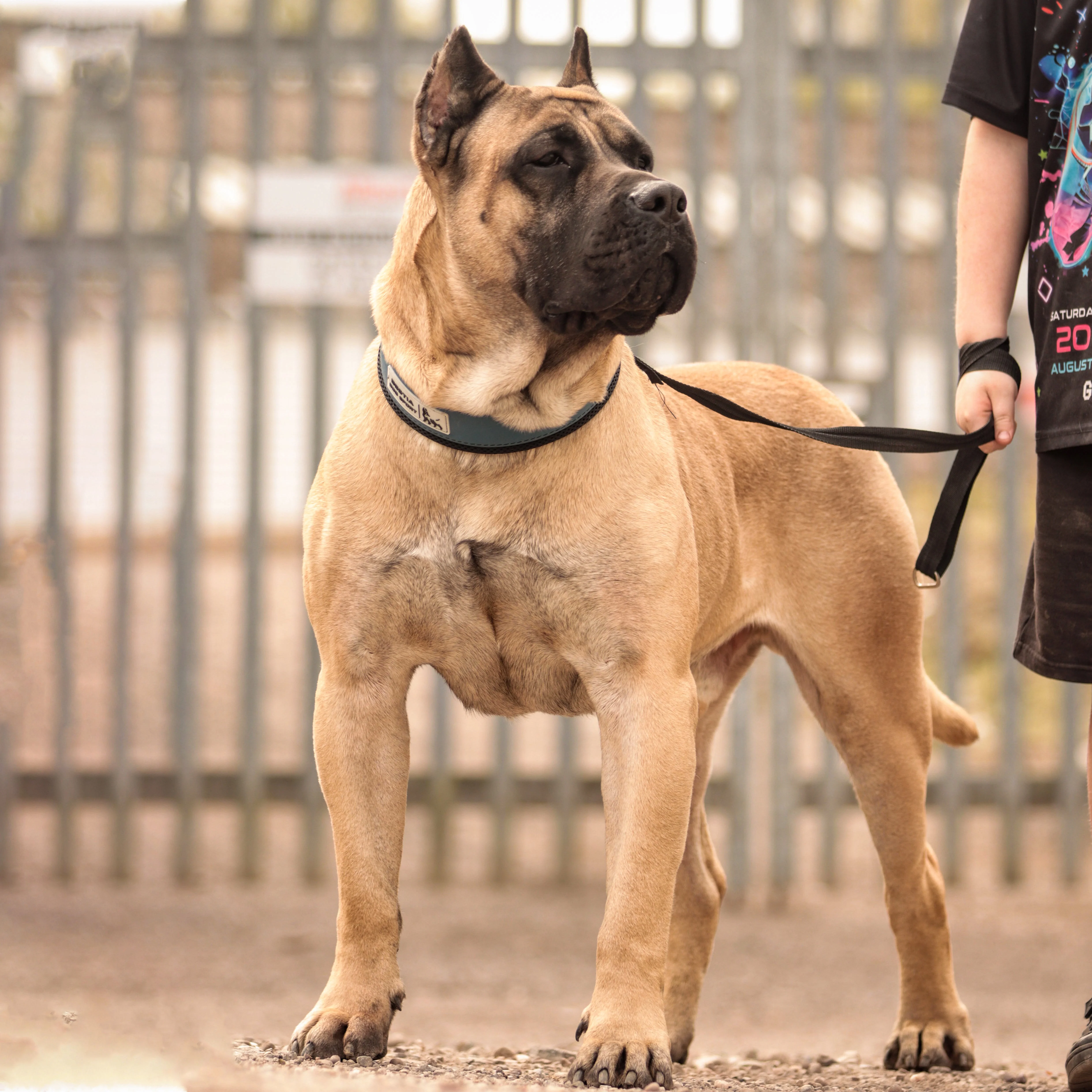 BESTIA DOG SPORT COLLAR - Image 11