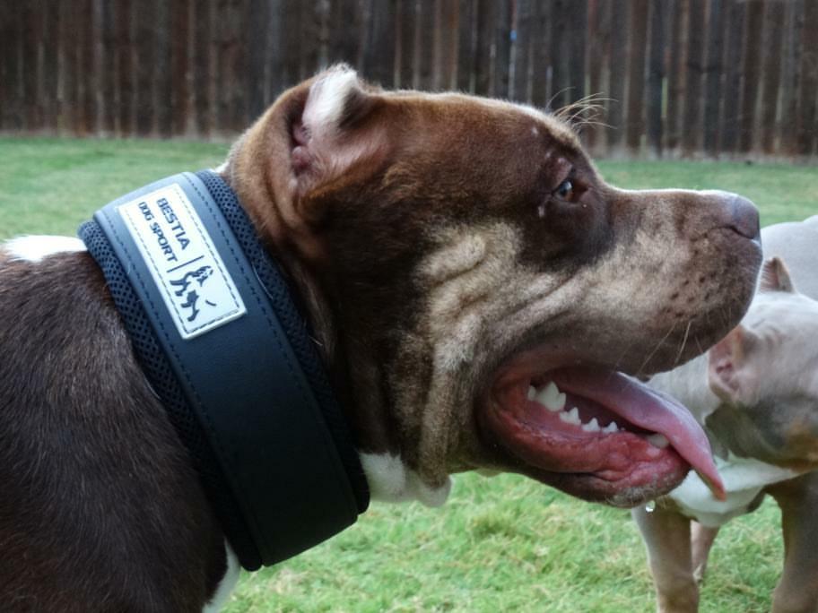 BESTIA DOG SPORT COLLAR - Image 5