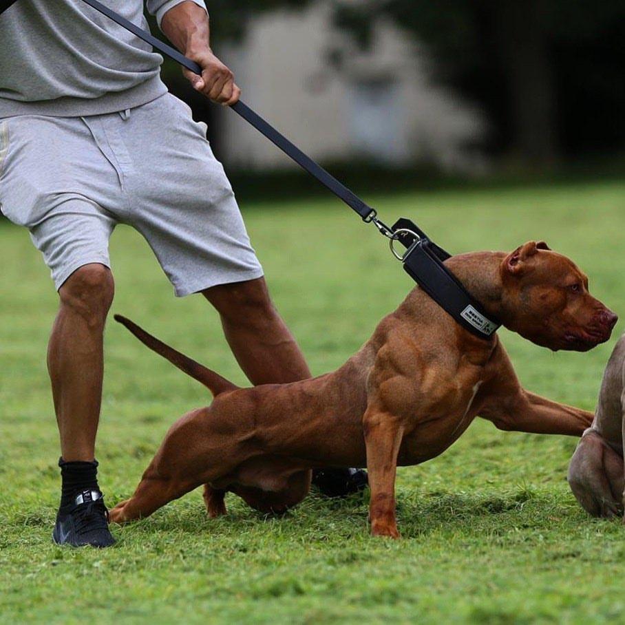 BESTIA DOG SPORT COLLAR - Image 6