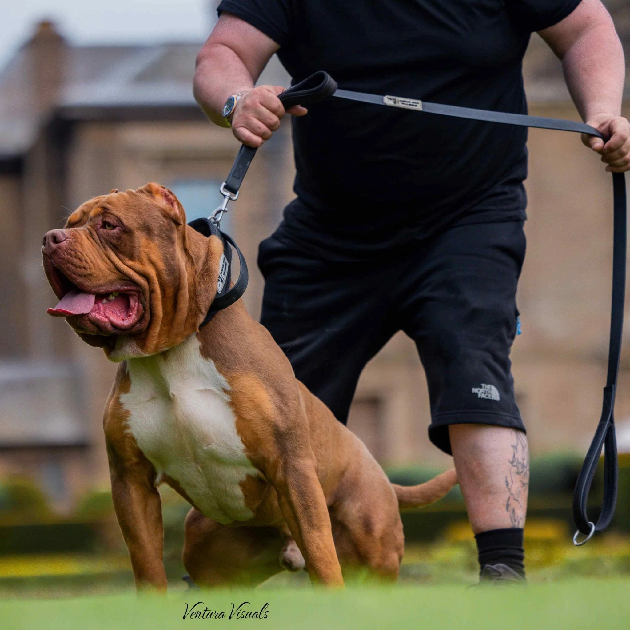 BESTIA DOG SPORT dual handle leash - Image 3