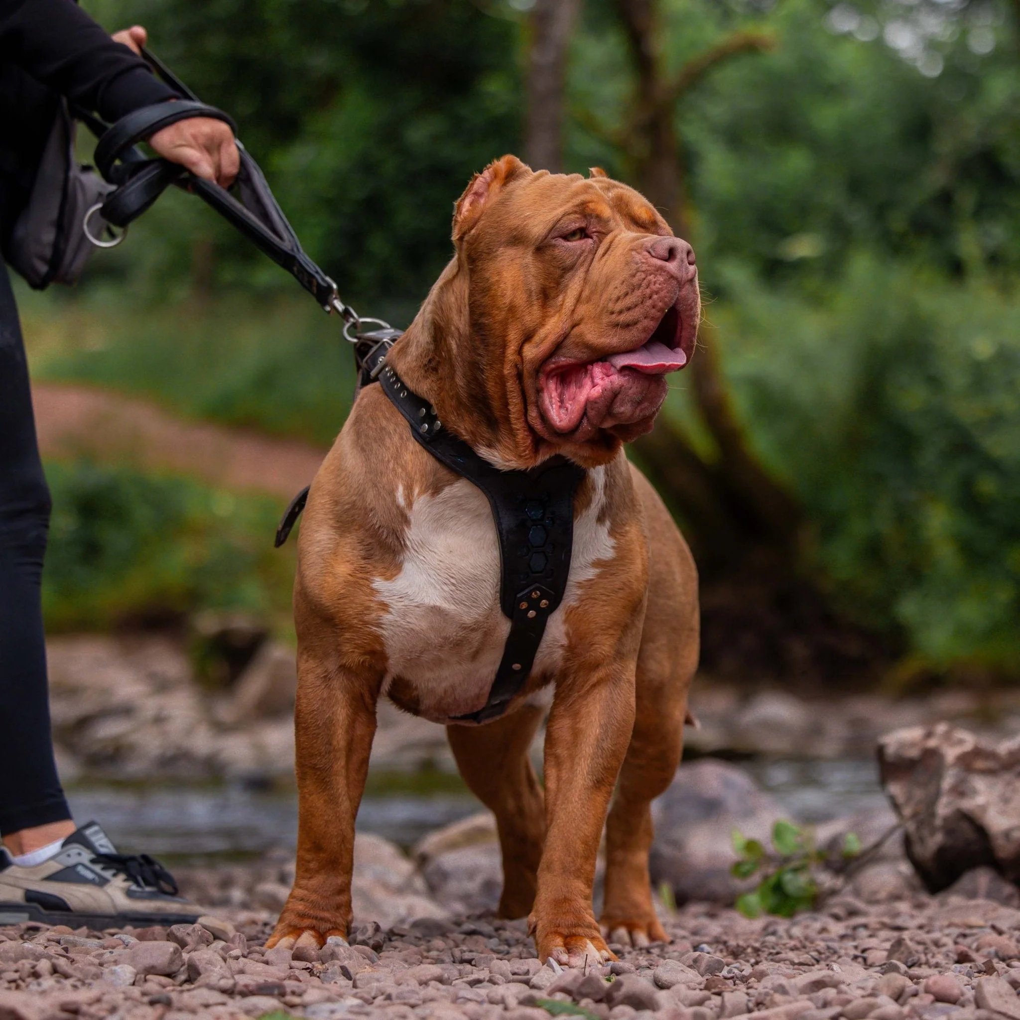 BESTIA DOG SPORT dual handle leash - Image 7