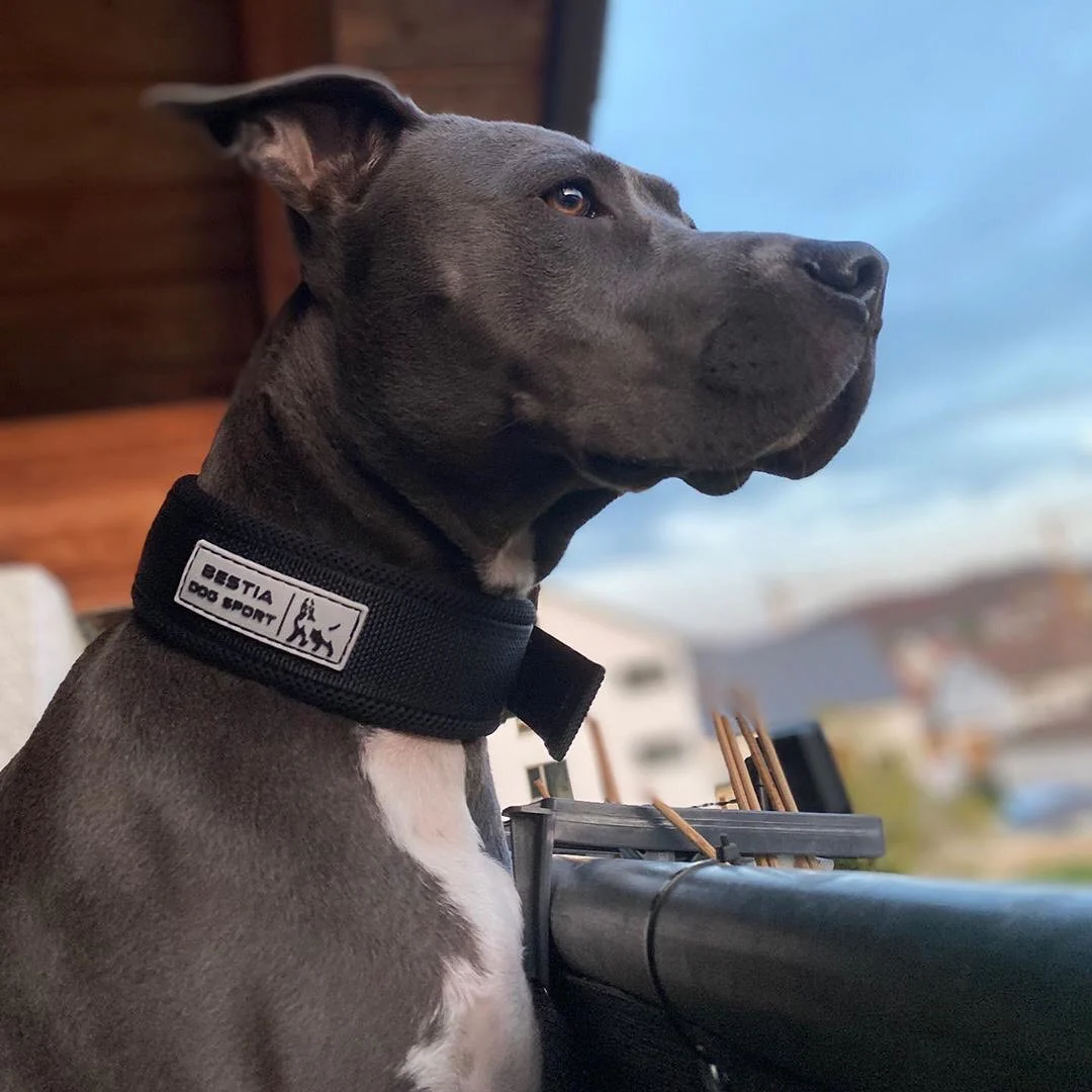 BESTIA DOG SPORT FAST RELEASE COLLAR BLACK & GOLD - Image 3