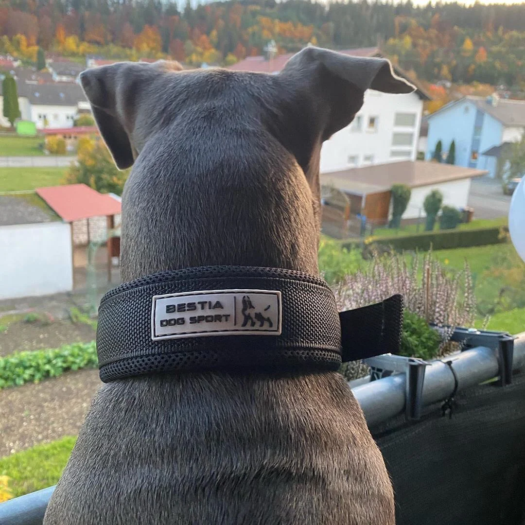 BESTIA DOG SPORT FAST RELEASE COLLAR BLACK & GOLD - Image 4