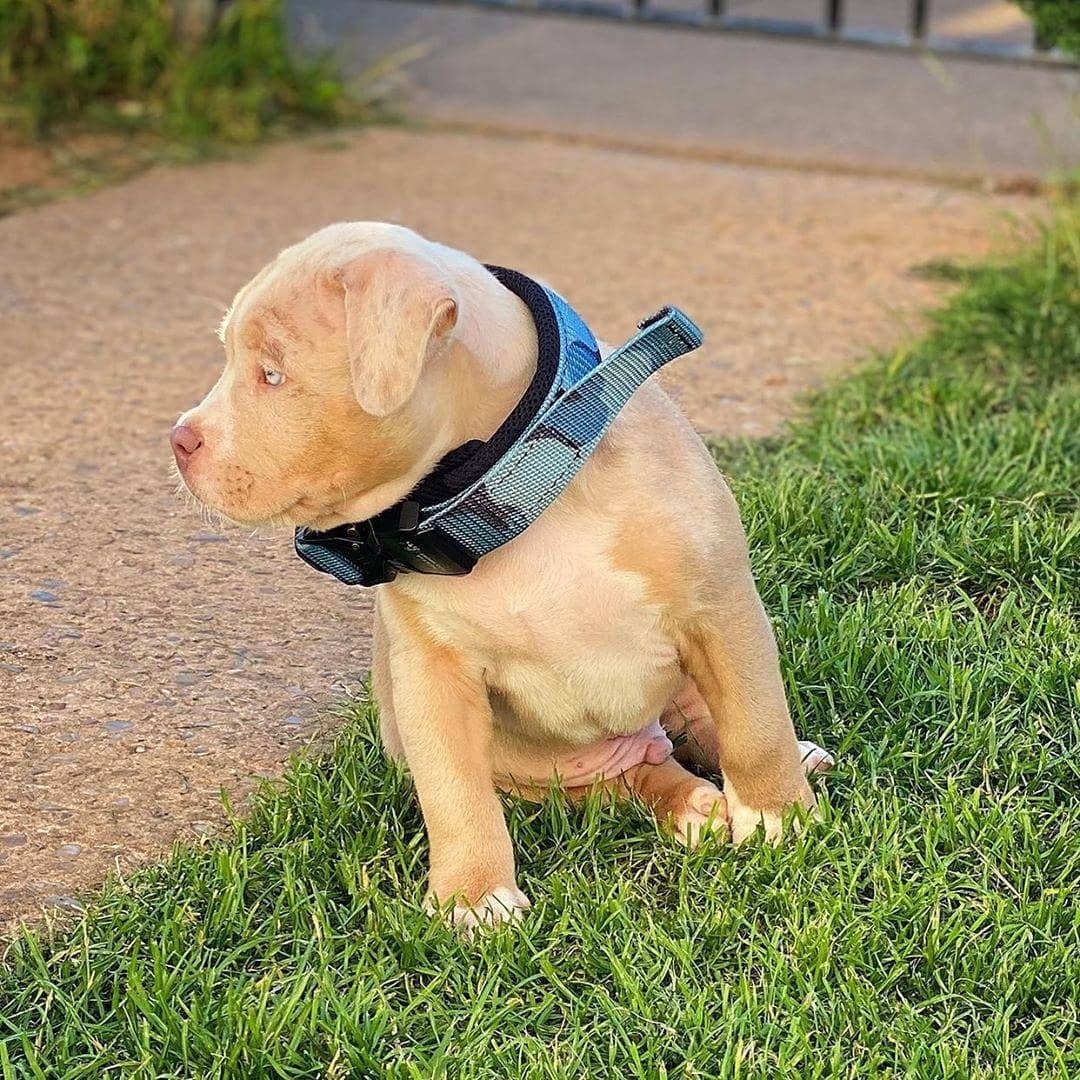 BESTIA DOG SPORT FAST RELEASE COLLAR BLUE - Image 5