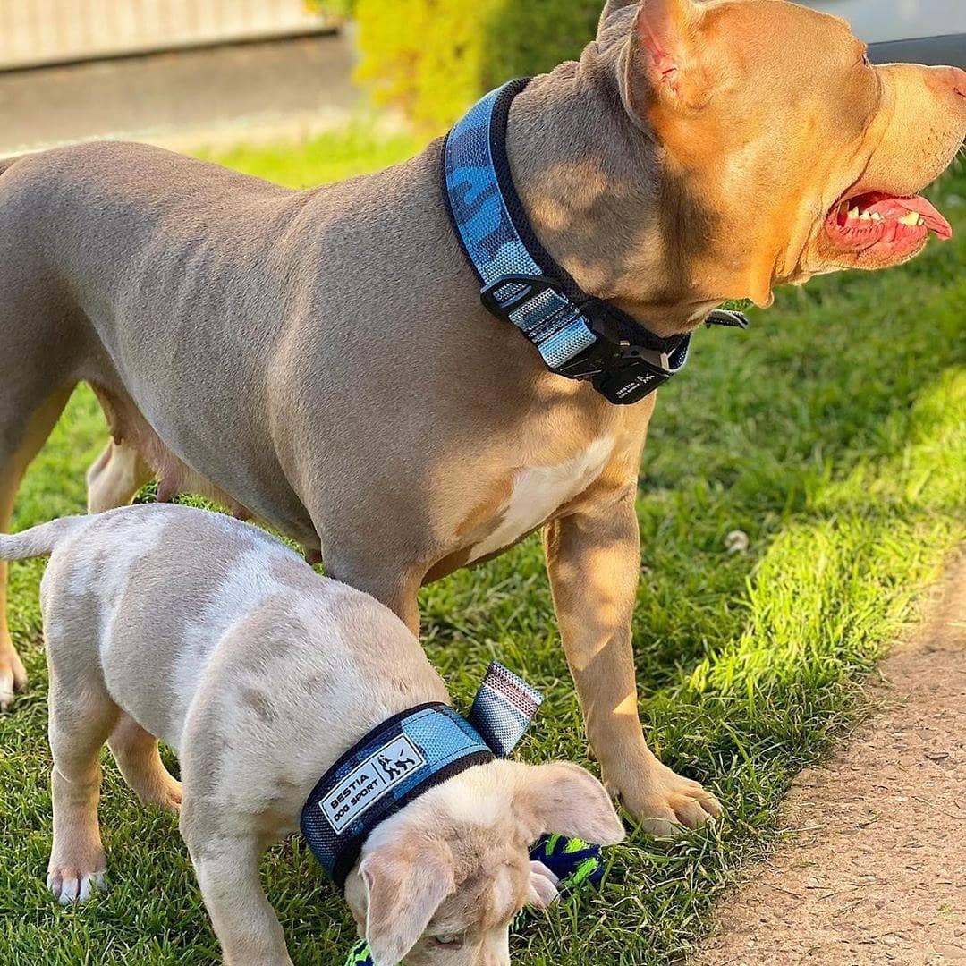 BESTIA DOG SPORT FAST RELEASE COLLAR BLUE - Image 6