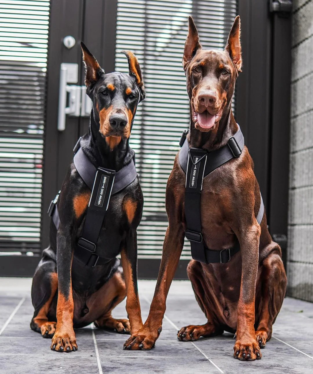BESTIA DOG SPORT GripPro Basic Harness - Image 5