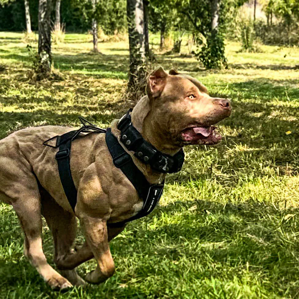 BESTIA DOG SPORT GripPro Basic Harness - Image 6